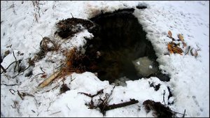 Такого вы ещё не видели Ловля рыбы руками Рыба выбрасывается на берег Замор рыбы зимой Спасаю рыбу