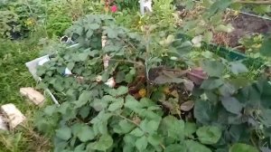 Ежевика Небеса Могут подождать и ответ на вопрос
