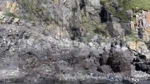 Lens: Командорские острова