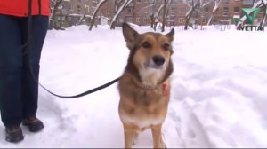 Пропала собака!!!