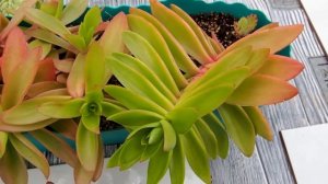 Crassula capitella. Крассула капителла или Толстянка мелкоголовчатая