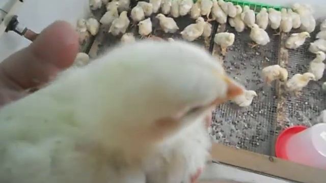 Бройлеры кобб-700 неделя смотреть онлайн