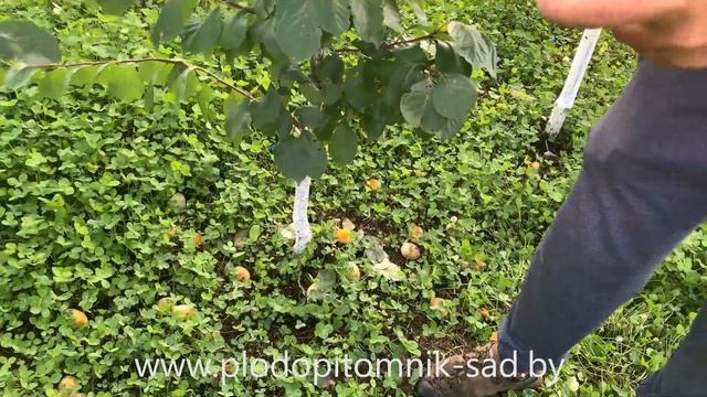 Слива ЯХОНТОВАЯ. СУПЕРКРУПНОПЛОДНЫЙ, сладкий сорт жёлтой сливы. смотреть онлайн