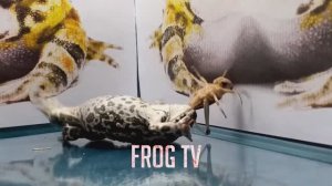 жаба против перелетной саранчи / (живое кормление) лягушка-наблюдатель / новый питомец