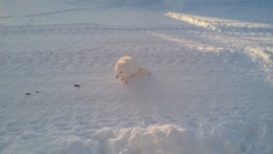 Крайний Север. Усинск. Возей. Пришли в гости