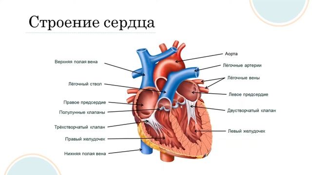Кровеносная и лимфатическая системы.  Строение и работа сердца