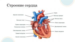 Кровеносная и лимфатическая системы. Строение и работа сердца