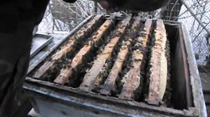 бакфаст Анатолика (  Buckfas  Anatolica ) - перспективная пчела для Подмосковья