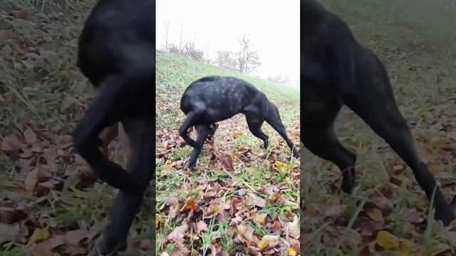 #canecorso vs #patterdale #fight 😱😱😱 #dog