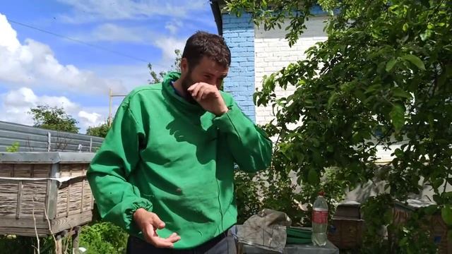 Вышел рой из улья что делать Как снять рой пчел с дерева. Роение пчел на пасеке