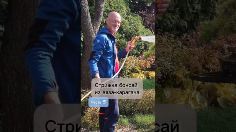 Стрижка бонсай из вяза-карагача. Часть 5. #bonsai #бонсай #ниваки #сад #андрейдарусенков