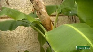 Бананы. Как растут бананы в Буэнос Айресе