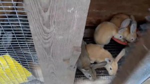 Кролики  растут! Сколько продать, а сколько оставить?