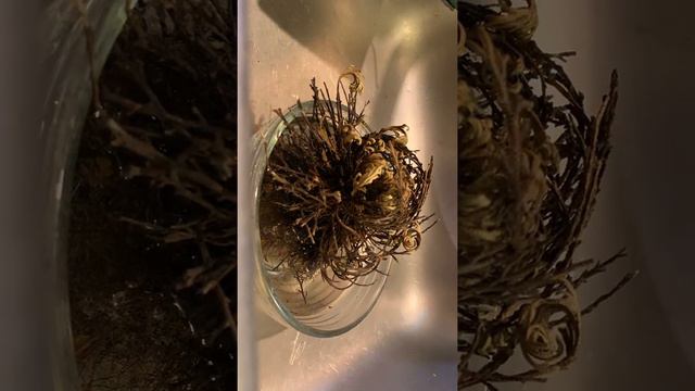 Desert flower Selaginella lepidophylla  "Resurrection Plant" coming back to life