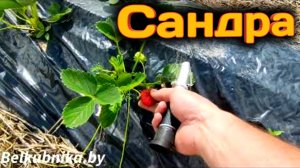 Сандра. Ранний сладкий сорт (КСД). Belklubnika.by.mp4