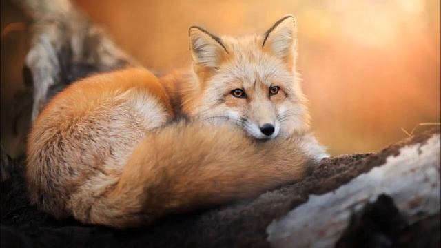 Пушистые хвосты животных | Занимательные факты