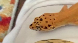 Ящерица 🦎