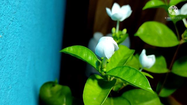 Bhutan Mallika/Bhutan Togor смотреть онлайн