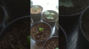 вырастить ремонтную клубнику в квартире на подоконнике