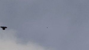 Николаевские голуби, Крым, 09.02.2022г.