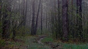 Пение птиц и Звук дождя в лесу для сна и отдыха
