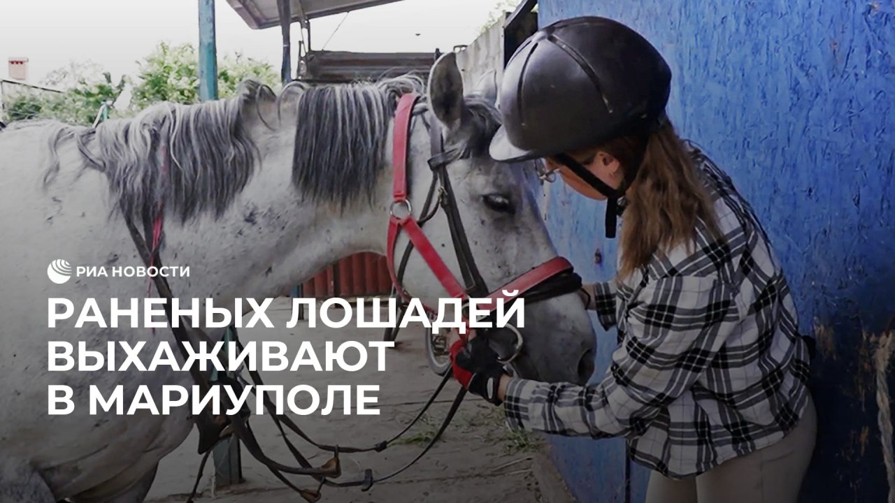 Ранила коня. Татищево конный клуб. Конь в городе.