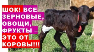 ШОК! Все зерновые, овощи и фрукты - это всё от Коровы! Вот почему рассада растёт как на дрожжах