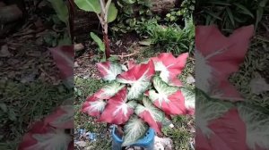 uwow😯 SUPER SUBUR ..RRR !! caladium shycool / cet tumpah super jumbo super rimbun 🥰😍