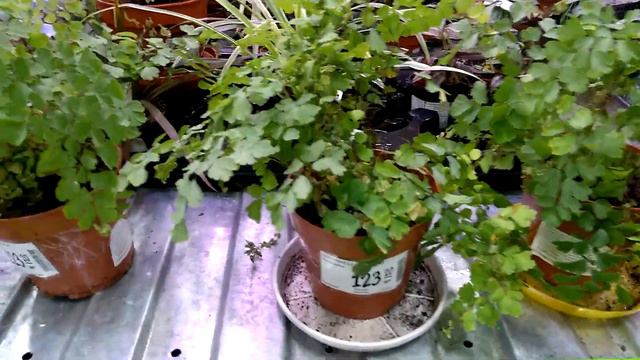 Комнатные цветы в ОЛДИ . Житомир смотреть онлайн