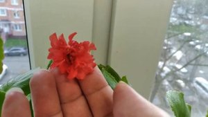 Бегония вечноцветущая Fiona red Фиона Ред.