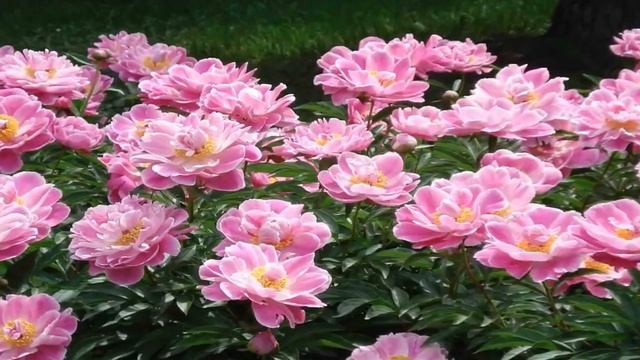 ПОДКОРМКА ПИОНОВ ВЕСНОЙ смотреть онлайн