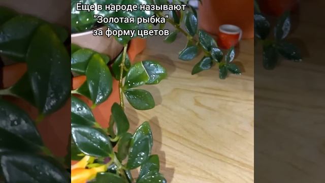 #shorts Нематантус?Гипоцирта?Золотая рыбка?Цветет ОСЕНЬЮ?Первое и очень милое цветение?Цветы-рыбки смотреть онлайн