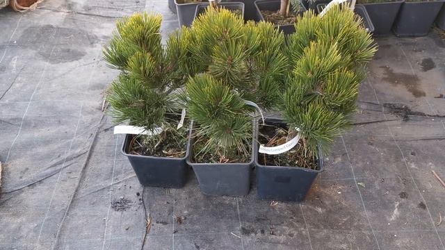 Сосна Гельдрейха Компакт Джем (Compact gem) смотреть онлайн