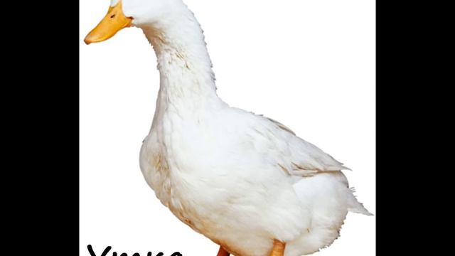 Домашние животные.wmv