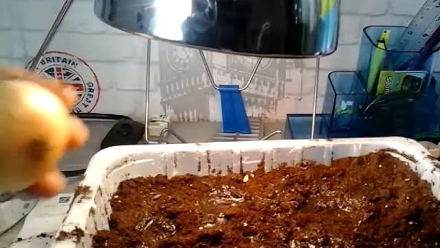 Как посадить укроп и лук в домашних условиях смотреть онлайн