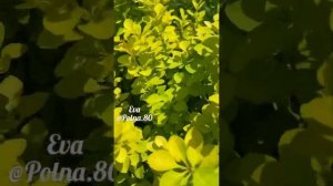 ЧЕРЕНКОВАНИЕ БАРБАРИСА ?