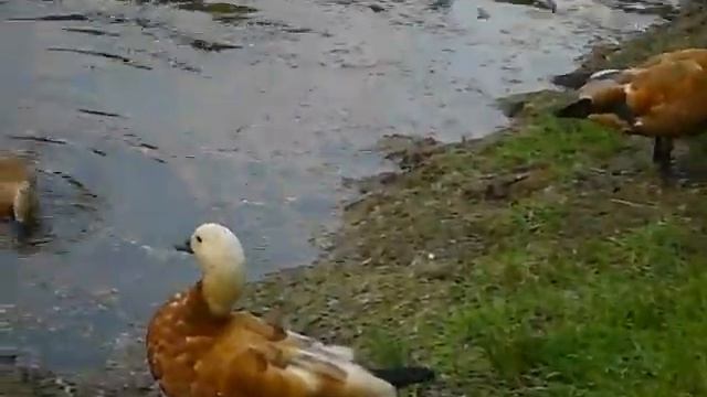 Птенцы огарей смотреть онлайн