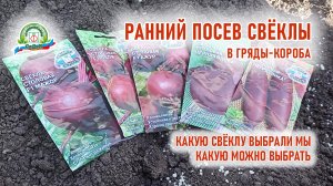 Первый, но не последний, посев свёклы в этом году!