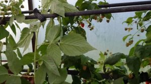 Ремонтантные сорта малины Делнива и Энросадира. Состояние на Ноябрь!!! Первый мороз.