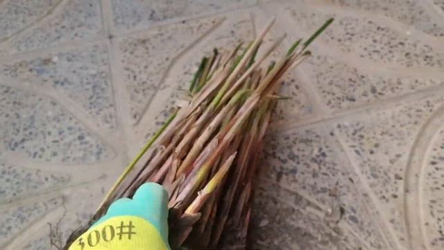 корневище циперуса смотреть онлайн