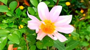 How To Plant, Grow & Care ❤️ Holland Dahlia Flowers || Dahlia Flowers || #dahlia,#flowers,#plant,