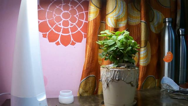 Ugaoo : Unboxing, Good Luck Jade Plant with Self Watering Pot, Gardening