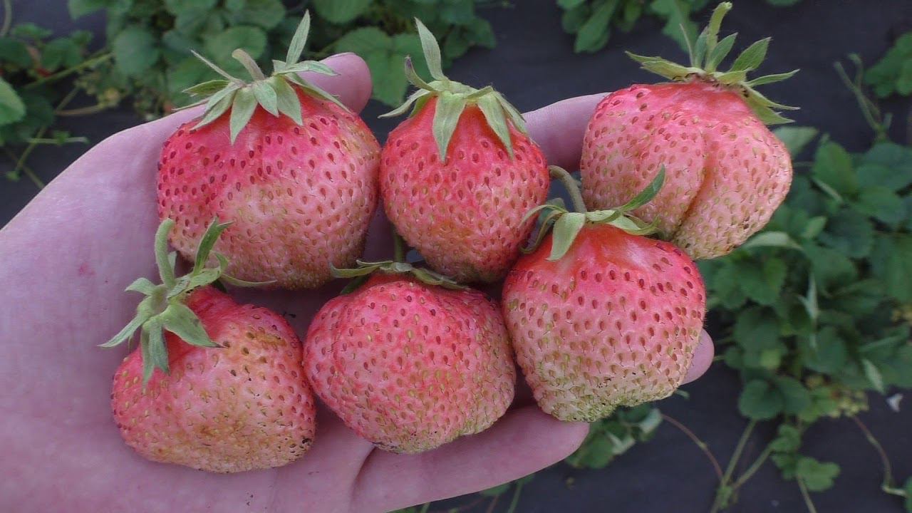 Ананасная клубника