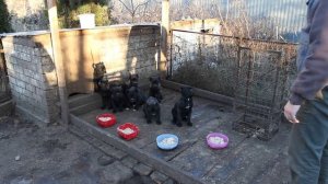 Кормление щенков: лучшая кормушка - воспитание!