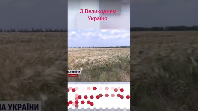 🌾 Польща і Угорщина наклали ЕМБАРГО на українське ЗЕРНО!