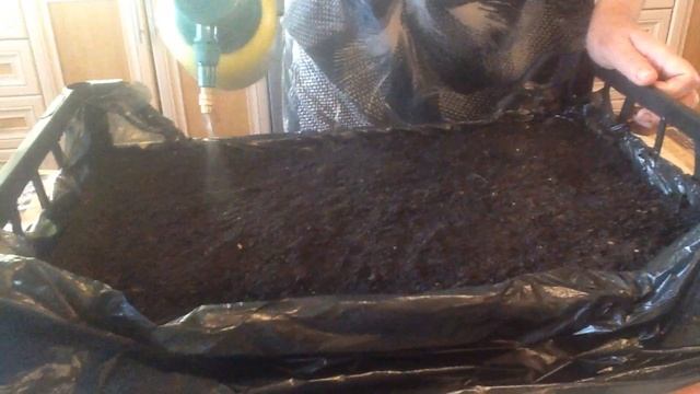 Посев семян черешкового сельдерея на рассаду самым простым способом, доступно и наглядно!