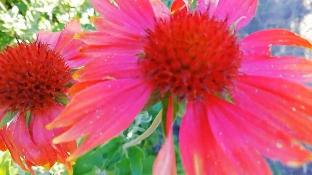 Гайлардия. смотреть онлайн