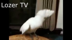 ТЕСТ НА ПСИХИКУ, ПОПРОБУЙ НЕ ЗАСМЕЯТЬСЯ  - смешное видео, приколы, смотреть онлайн