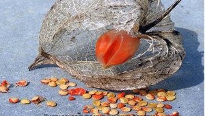 Физалис овощной и ягодный  — какой на вкус