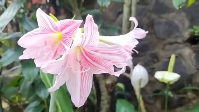 Amaryllis Variegata Pink (Bunga Bakung Merah Muda)